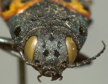 Media type: image;   Entomology 2675 Aspect: head frontal view